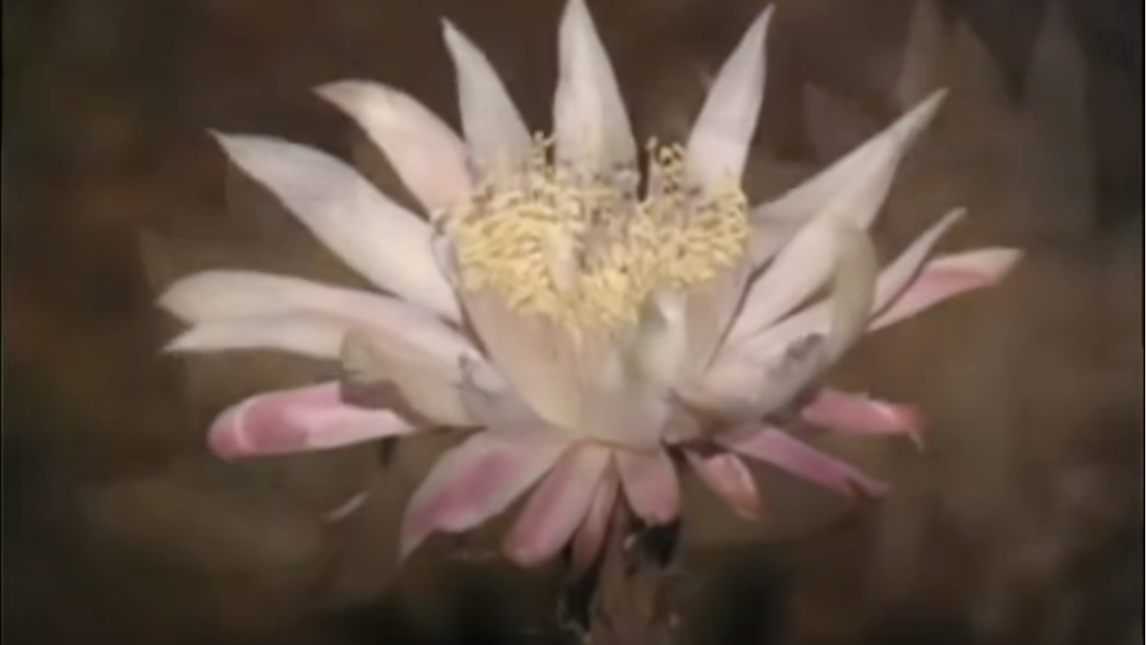 Load video: Video about the Arizona cactus flower Queen of the Night